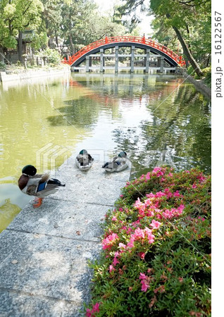 住吉大社のカモと太鼓橋  16122567