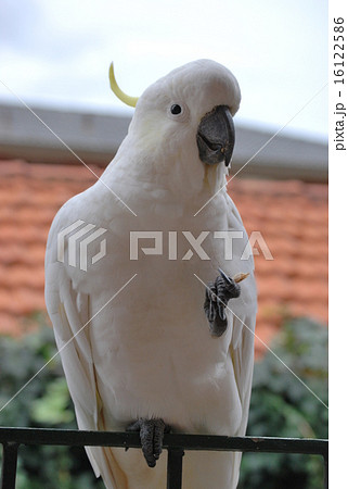 Cockatoo - キバタン Cockatoo - キバタン 16122586