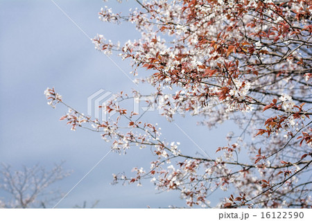 空をバックに山桜の花 16122590
