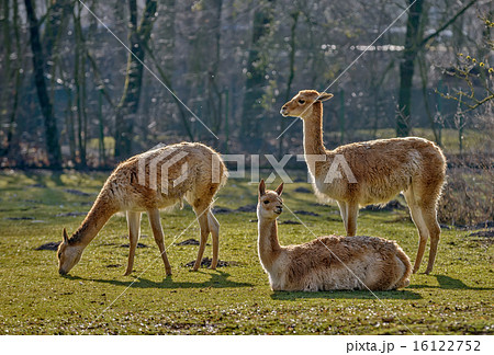 Three lamas on pasture Three lamas on pasture 16122752