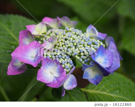 雨上がりの薄紫色の顎紫陽花 16122860