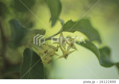 茱萸の花 16122890