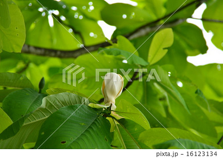 朴ノ木 朴ノ木 16123134