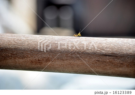 カマキリの赤ちゃん カマキリの赤ちゃん 16123389