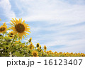 ひまわりの花 16123407