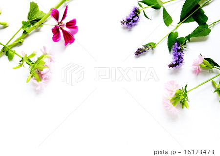 ハーブの花のフレーム 16123473