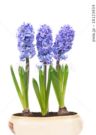 Blue hyacinthes Blue hyacinthes 16123634