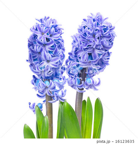 Blue hyacinthes Blue hyacinthes 16123635