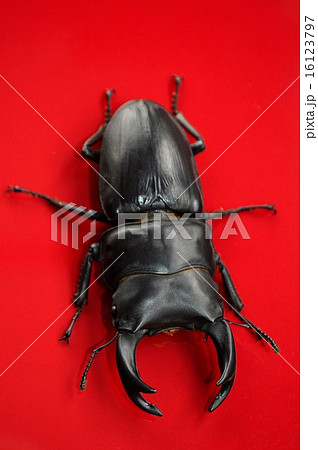 国産オオクワガタ　ワインレッド背景 16123797