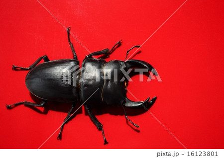 国産オオクワガタ　ワインレッド背景 16123801