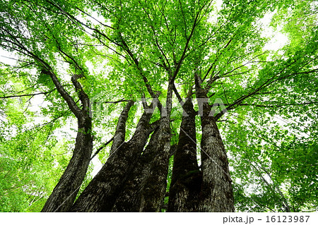 ハルニレの木(広角） 16123987