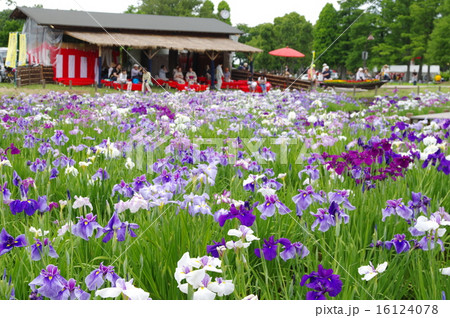 満開の花菖蒲/水元公園(東京都葛飾区) 満開の花菖蒲/水元公園(東京都葛飾区) 16124078
