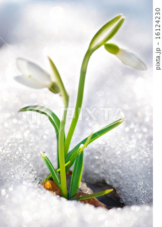 Spring snowdrop flowers 16124230