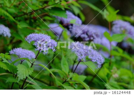 宇陀のコアジサイ 16124448