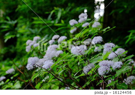 宇陀のコアジサイ 16124456