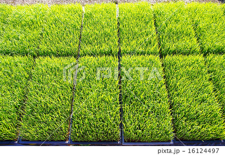 稲苗・・４ 16124497