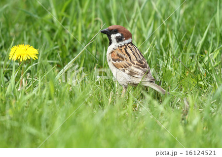 スズメ スズメ 16124521