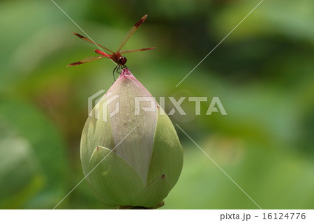 赤トンボと蓮の蕾 16124776