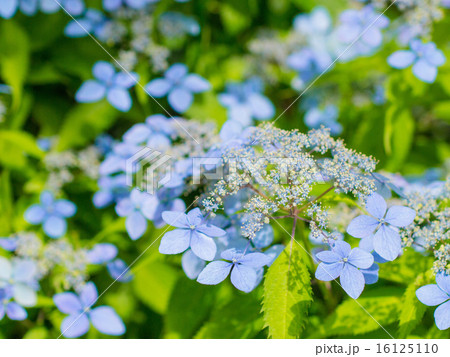 ヤマアジサイ５ 16125110