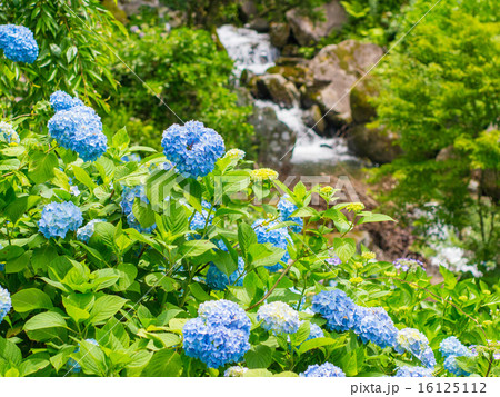 あじさいの群生2 あじさいの群生2 16125112