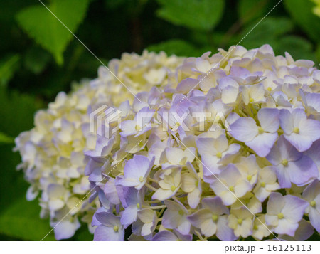 アジサイ／クローズアップ２ 16125113