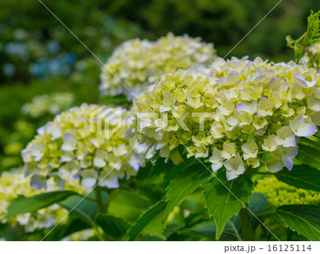 アジサイ／クローズアップ 16125114