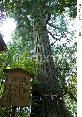 須佐神社 大杉 16125578