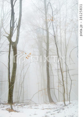 Winter forest 16125831