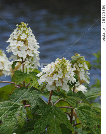 カシワバアジサイ 16125866