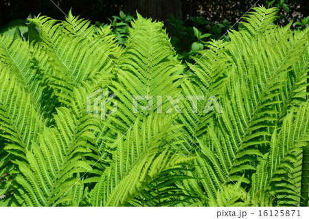 クサソテツ 16125871