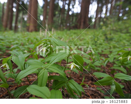 チゴユリ チゴユリ 16125883