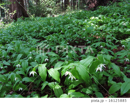 チゴユリ 16125885