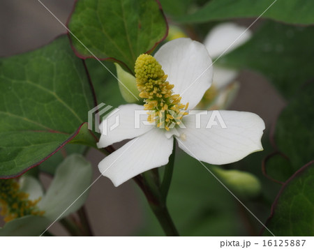 ドクダミ 16125887