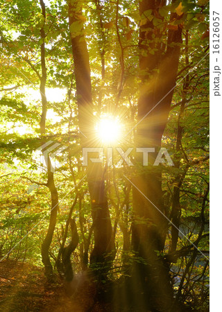 Green forest 16126057