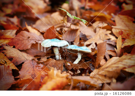 Mushroom toadstool 16126086