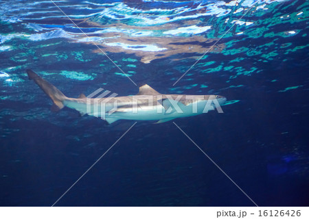 Caribbean reef shark Caribbean reef shark 16126426
