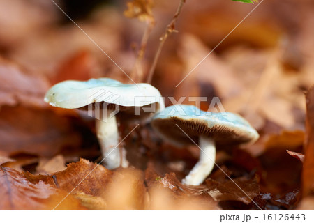 Mushroom toadstool 16126443