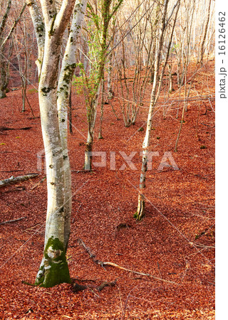 Autumn forest. Autumn forest. 16126462