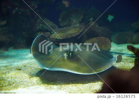 Manta ray floating underwater 16126575