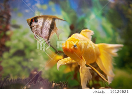 Colorful fishes in aquarium 16126621
