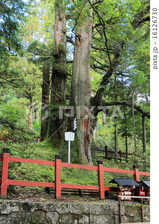 縁結びの御神木 16126730