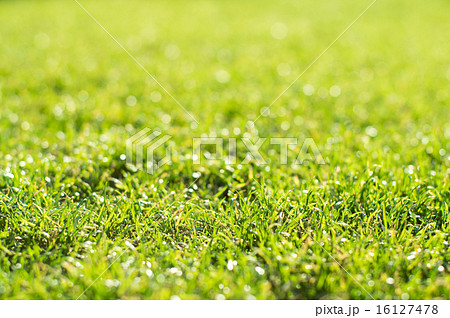 逆光に照らされた芝生　背景イメージ 16127478