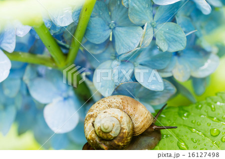 梅雨イメージ～カタツムリ～ 16127498