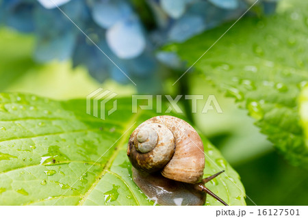 梅雨イメージ~カタツムリ~ 梅雨イメージ~カタツムリ~ 16127501
