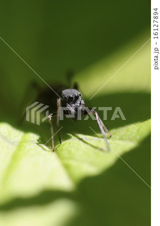 アリグモ 16127894