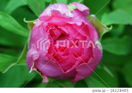 開きかけの牡丹 16128405