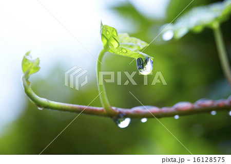 ツタの葉の雨粒 ツタの葉の雨粒 16128575