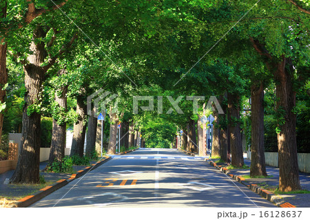 初夏の銀杏並木 16128637