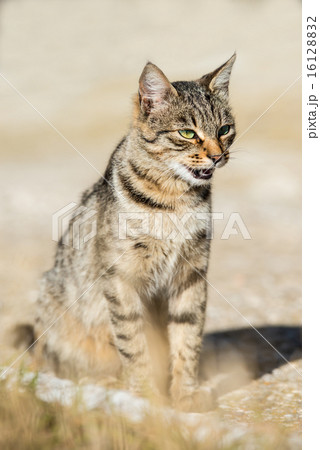 Gray striped cat with yellow eyes 16128832