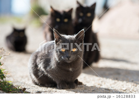 Group of cats 16128833